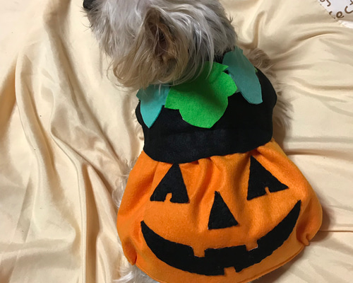 犬服ハンドメイド♡マーブル☆ハロウィンワンピース 犬服ハンドメイド♡マーブル☆様専用ハロウィンワンピース