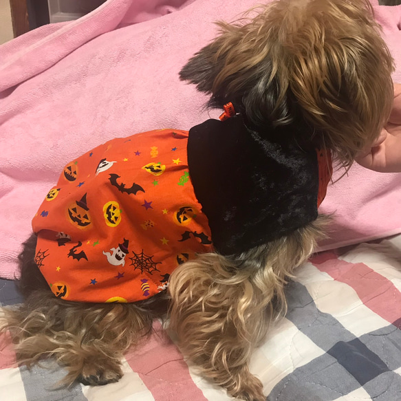 着せやすい犬服♪ハロウィンかぼちゃパンツ風ワンピース♪オーダー