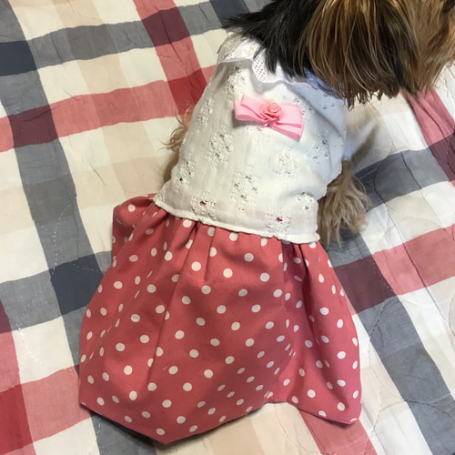 ☆再販☆コットンニットとドットのワンピース☆着せやすい犬服を 