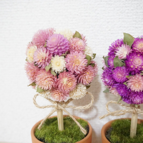 トピアリー ドライフラワー 千日紅 2つセット ドライフラワー こはる