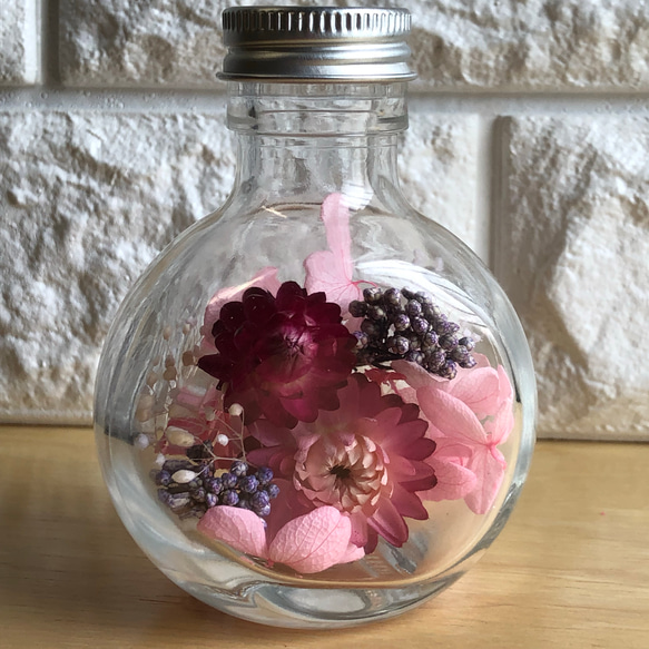 ヘリクリサムピンクハーバリウム ハーバリウム・植物標本 m 