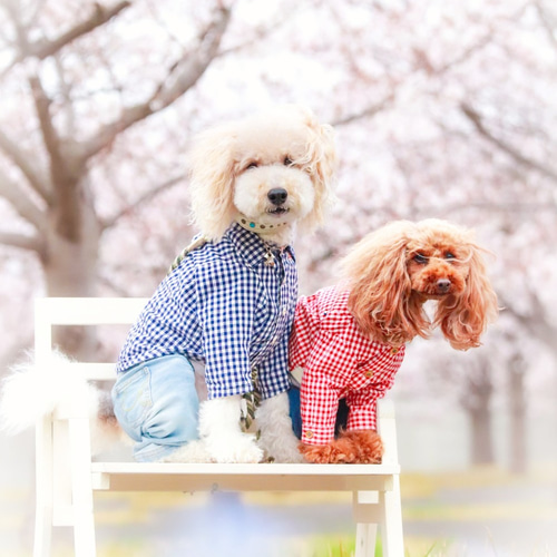 ♡ 木製折りたたみ式わんこのベンチひじ掛け付き 小 セミオーダー12色