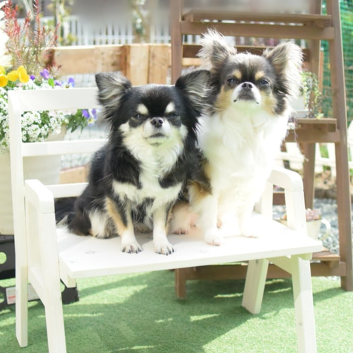 ♡ 木製折りたたみ式わんこのベンチひじ掛け付き 小 セミオーダー12色