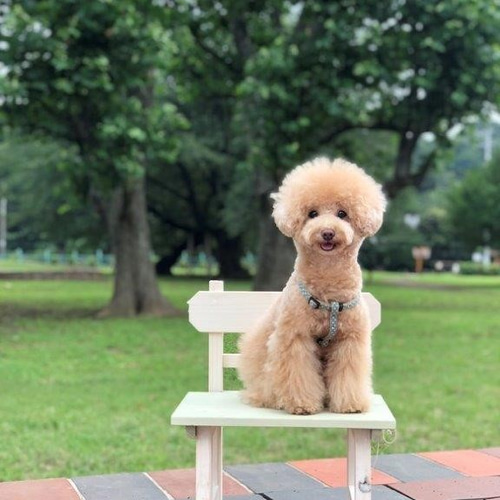 木製ワンコ撮影用小道具　折りたたみイス　【犬の撮影用　小道具　小型犬　】 受注製作•Lサイズ•♡🐻♡•白わんちゃん撮影会用折り畳みベンチ