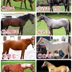 ウォッシュキャンバス ミニトート（ドレッサージュ ） 7枚目の画像