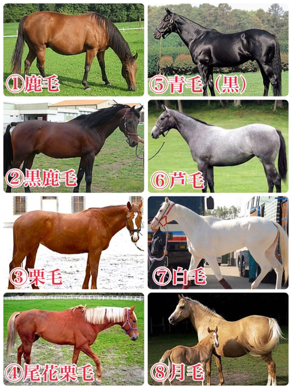 ウォッシュキャンバス ミニトート（ドレッサージュ ） 7枚目の画像