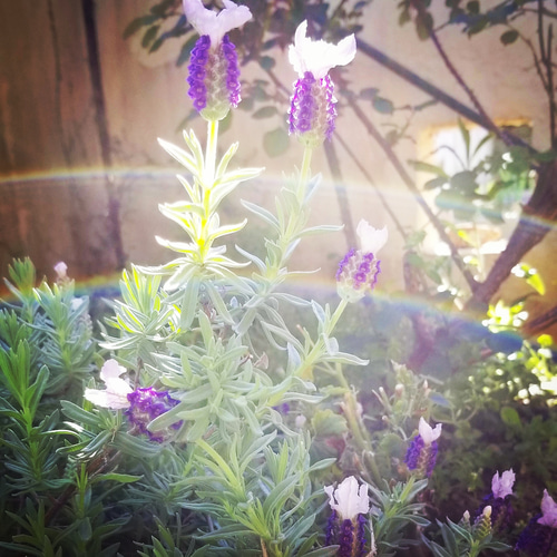 ペガサスプロダクツ 脳神経再生 発達障害 認知症 フラワーエッセンス