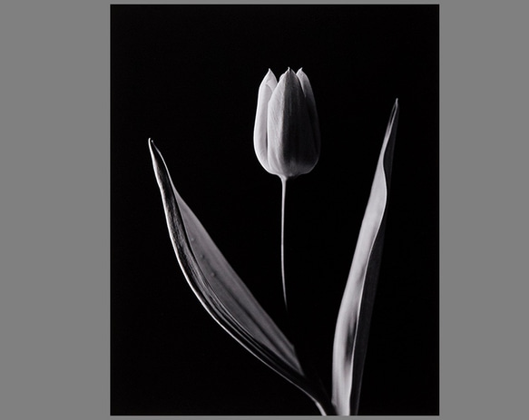 murmur（ささやき）」 ゼラチンシルバープリント バライタ紙使用 550mm