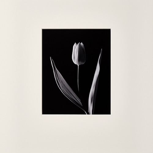 murmur（ささやき）」 ゼラチンシルバープリント バライタ紙使用 550mm