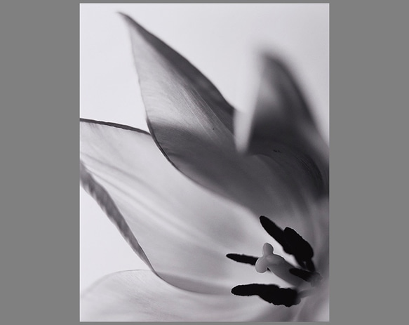 murmur（ささやき）」 ゼラチンシルバープリント バライタ紙使用 700mm