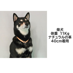 小型犬、中型犬用ヌメ革ネームチョーカー ハート型キー南京錠 6枚目の画像