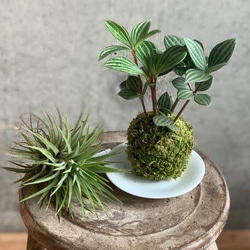 専用＊エアプランツ＆グリーン　 フェイクコ苔玉 チランジア イオナンタ 苔玉スタンド エアプランツ /1個売り