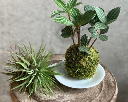 専用＊エアプランツ＆グリーン　 フェイクコ苔玉 水やり簡単な苔玉の作り方】100均エアプランツ＆モスボール