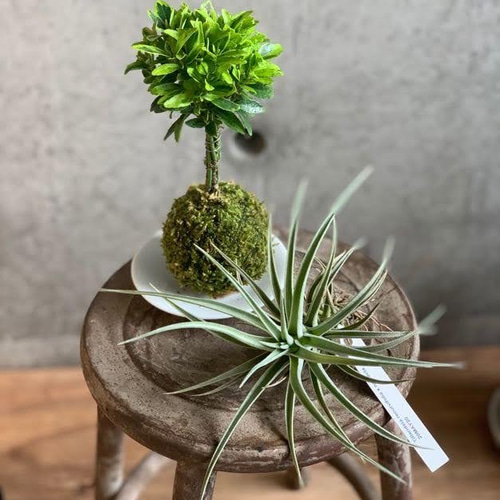 creema限定】エアープランツと苔玉くん フローリストおまかせ夏の福袋