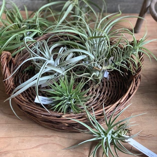 creema限定】エアープランツと苔玉くん フローリストおまかせ夏の福袋