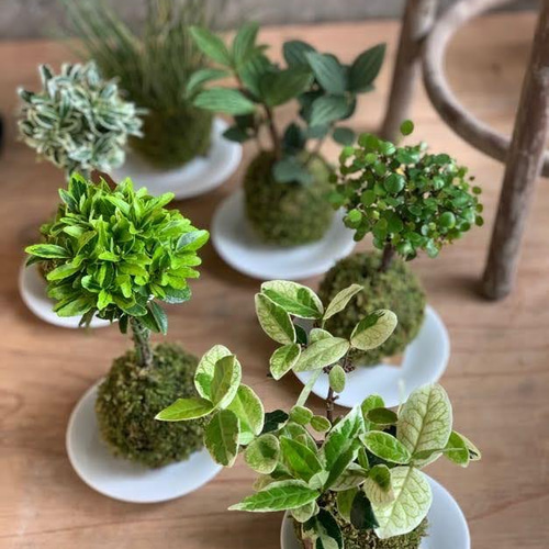 creema限定】エアープランツと苔玉くん フローリストおまかせ夏の福袋