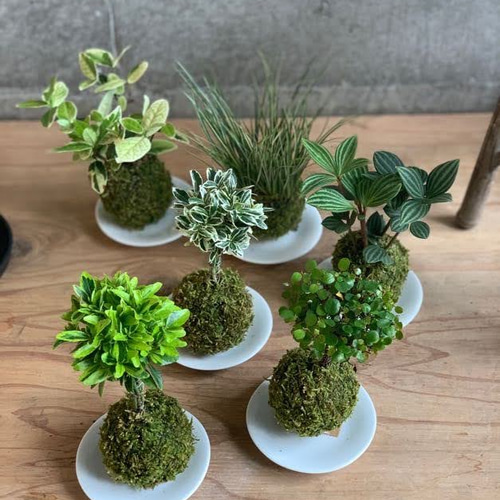 creema限定】エアープランツと苔玉くん フローリストおまかせ夏の福袋