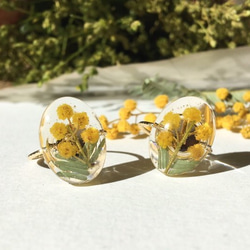 ミモザのオーバルフリーリング 指輪 イエロー 春 本物の花 レジン ナチュラル シンプル　黄色　クリア 1枚目の画像