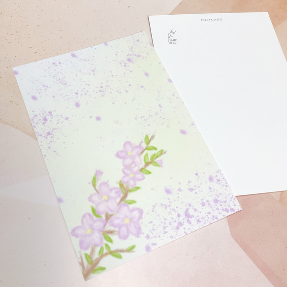 【祝・サクラ】４枚　ポストカード　かわいい　春　イラスト　おすすめ　文房具　雑貨　ペーパー　紙　紙モノ 2枚目の画像
