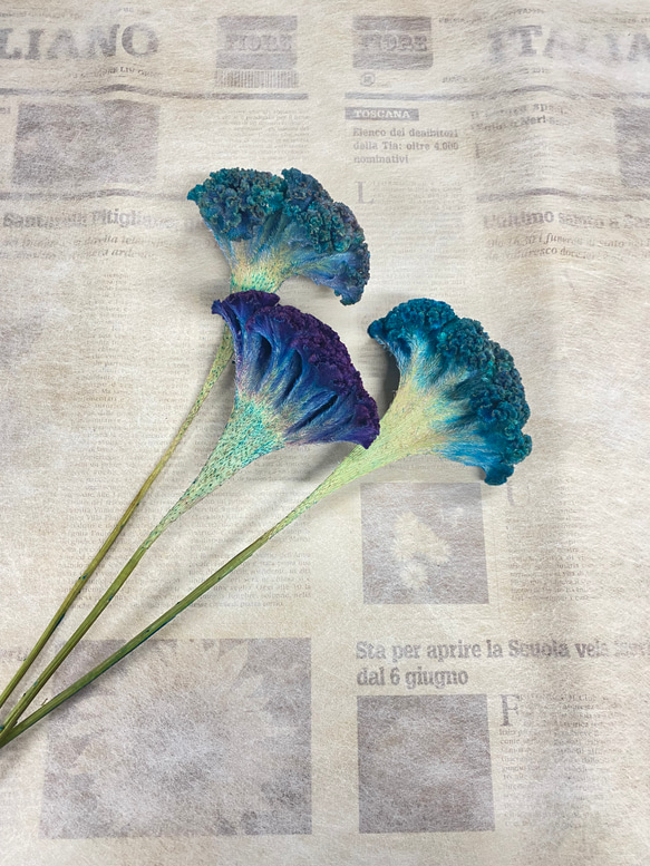 ☆752 hanatoteto ケイトウ ドライフラワー 450本 ドライフラワー ケイトウ 5本（1本あたり120円） 廃棄花をアップ