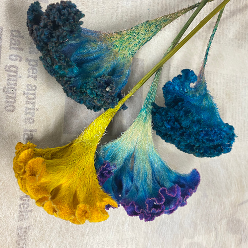 ☆854 ちゃちゃ男 ケイトウ ドライフラワー ミックス 120本 ☆854 ちゃちゃ男様専用 ケイトウ ドライフラワー ミックス 120本