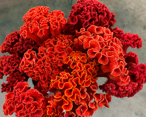 ドライケイトウ 染め オレンジ ドライフラワー GrowersGarden-YAMA