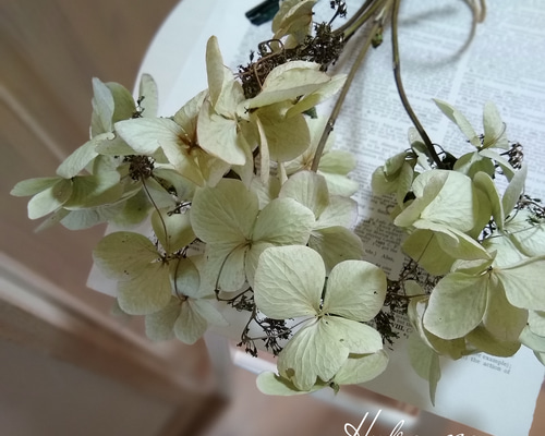 ガク紫陽花のナチュラルドライフラワー5本シンプルスワッグ