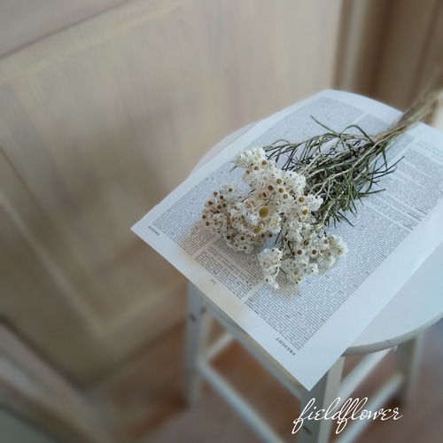 ヤマハハコ15本シンプルナチュラルドライフラワー送料無料 ドライ