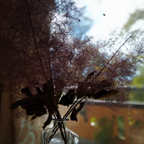 スモークツリードライフラワーインテリア送料無料 ドライフラワー