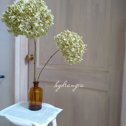 アナベル あじさいドライフラワーセットまとめ売り