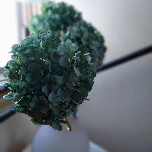秋色紫陽花ドライフラワー③