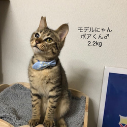 ❁猫用首輪❁サカナのリボン～春霞～【せせらぎ】 9枚目の画像