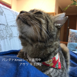 ❁猫用首輪❁バンダナ/リバーシブル〜春霞〜【木漏れ日】 8枚目の画像