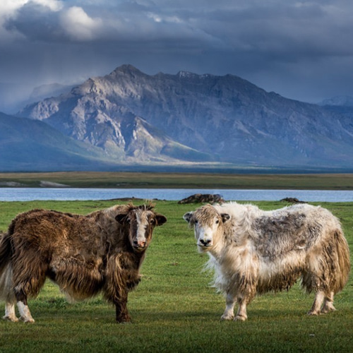 ヤクウール100% 1玉 50g 糸番：22/2 オーガニック ブラウン色 毛糸