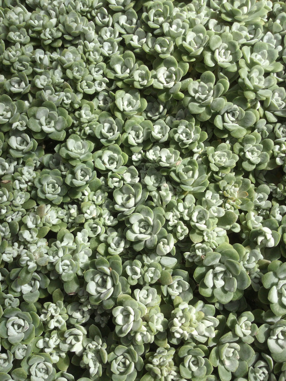 多肉植物  白雪ミセバヤ_(^O^) 多肉植物 白雪ミセバヤ 多肉植物 田舎多肉 通販 12800625｜Creema