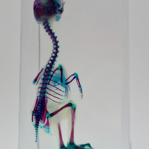 透明標本】ウズラ グレードB その他インテリア雑貨 クノッヘン