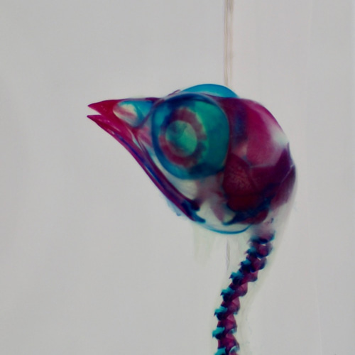 透明標本 ウズラ Amazon.co.jp: 透明標本/ウズラ / : ホーム＆キッチン