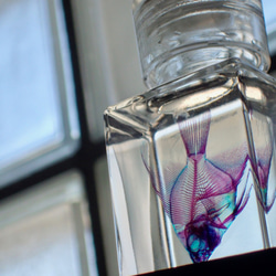 透明標本】ウズラ グレードB その他インテリア雑貨 クノッヘン 通販