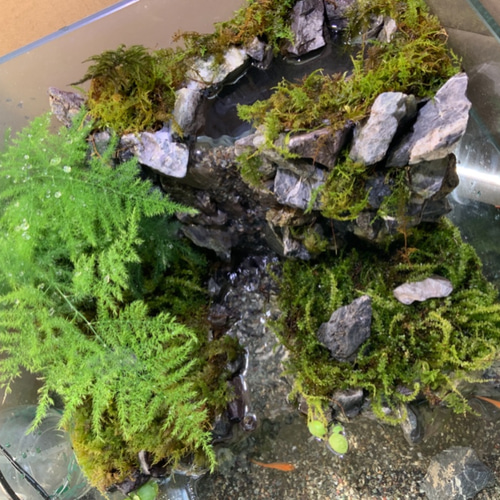 滝のあるアクアテラリウム その他アート city 通販 7888987