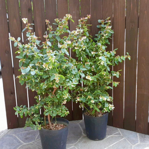 ブルーベリー苗 50本セット①