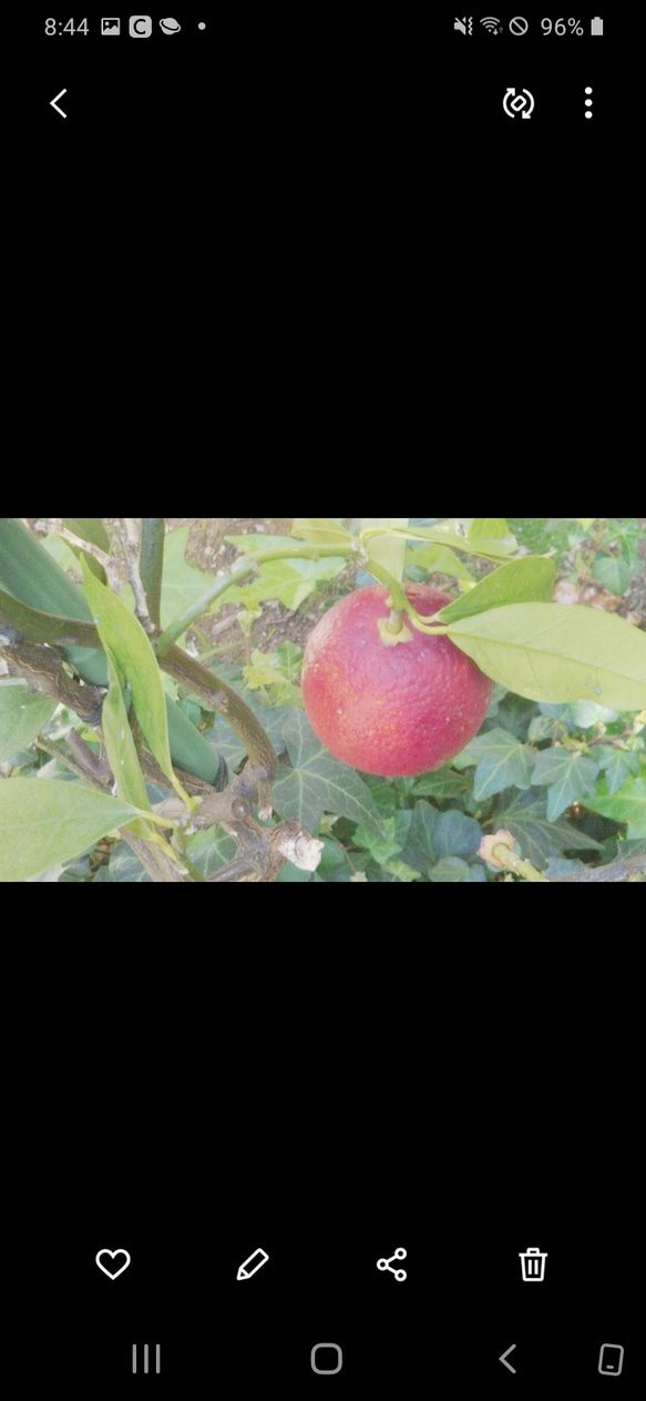 new!『貴重・ブラッドオレンジの木』可愛いくて美味しくて珍しい果肉が赤いオレンジ✨品種モロ&タロッコ『3年生接ぎ木苗』 6枚目の画像