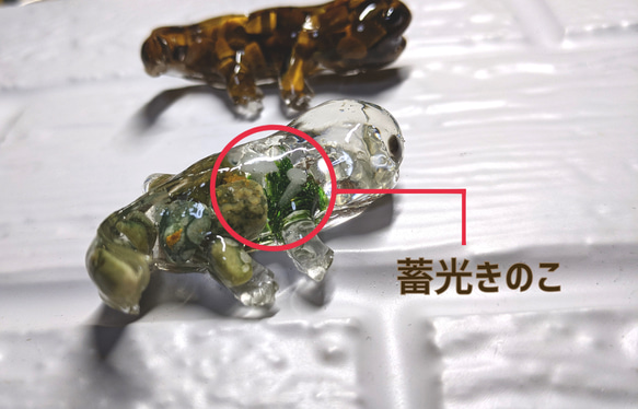  第2張的照片