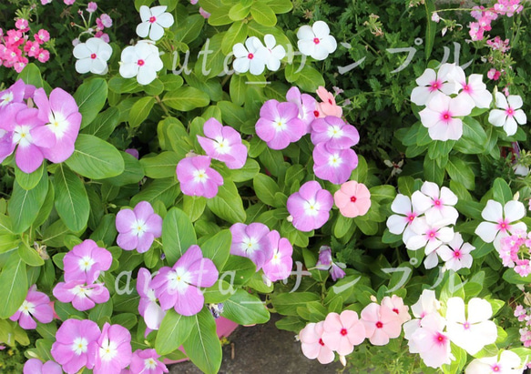 写真パネル　群生する花々 2枚目の画像