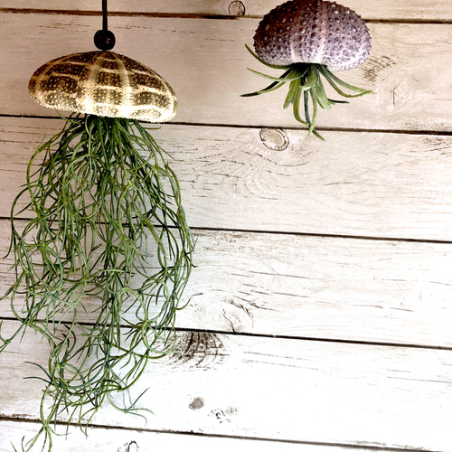 クラゲのガーランド　スワッグ　リース　シーウーチン 窓辺に揺れるシーウーチン (1) クラゲ ウニ殻 エアープランツ その他