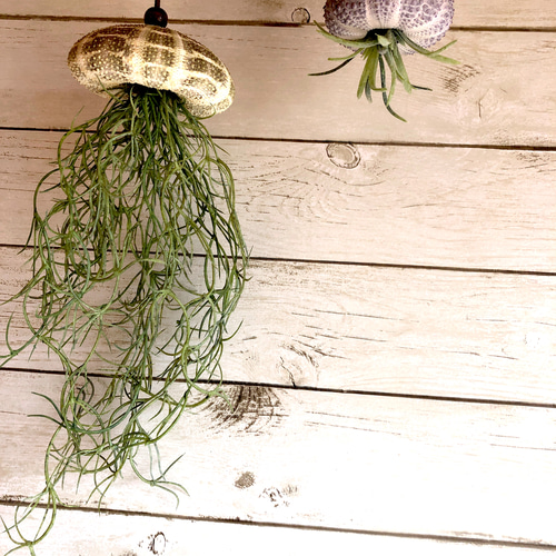 窓辺に揺れるシーウーチン (1) クラゲ ウニ殻 エアープランツ その他