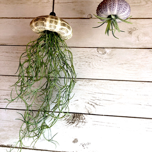 窓辺に揺れるシーウーチン (1) クラゲ ウニ殻 エアープランツ その他