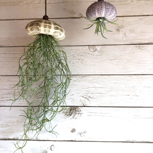 窓辺に揺れるシーウーチン (1) クラゲ ウニ殻 エアープランツ その他