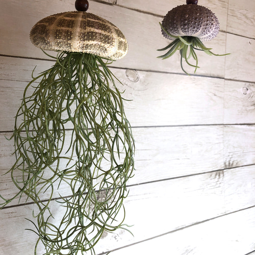 窓辺に揺れるシーウーチン (1) クラゲ ウニ殻 エアープランツ その他