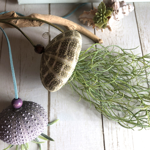 窓辺に揺れるシーウーチン (1) クラゲ ウニ殻 エアープランツ その他