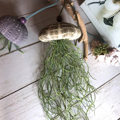 窓辺に揺れるシーウーチン (1) クラゲ ウニ殻 エアープランツ その他